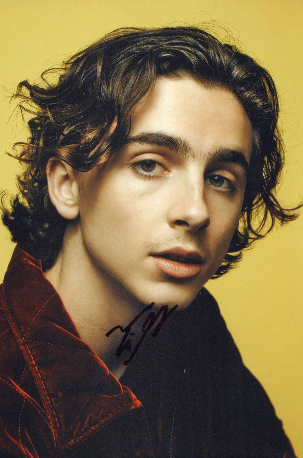 Timothee Chalamet from Dune, Call Me by Your Name, Lady Bird, & Wonka Signed 8x12 Photo